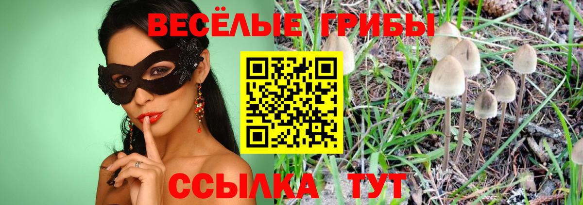 Галлюциногенные грибы Psilocybine cubensis  купить  цена  Псилоцибиновые грибы мицелий  Аксай  Вход с VPN 